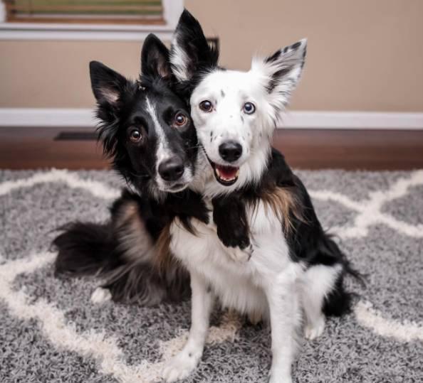 会相互拥抱的边牧犬明星最近有了一个兄弟