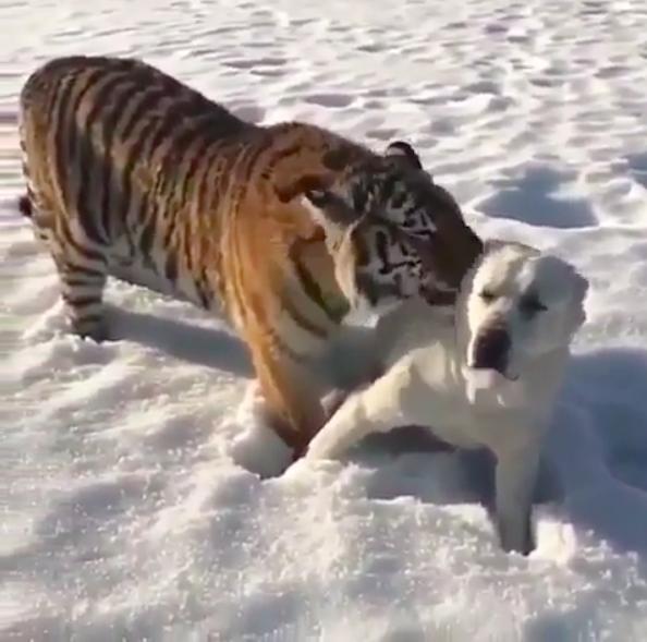 狗狗遭后方的老虎突袭,以为要见到猎血惨案,狗狗舔毛令狗傻眼啊