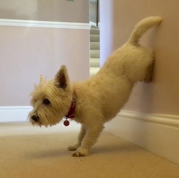 超帅汪汪炫舞技,吧古倒立滑步通通难不倒,网看傻跳得比人好!