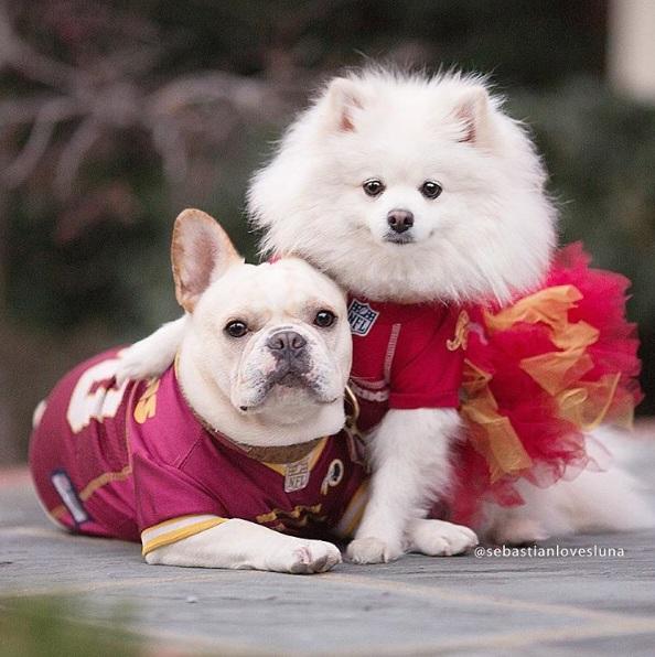 我们订婚了!热恋中的两只汪汪超可爱!