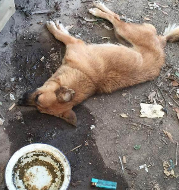 流浪狗生下小奶狗后, 离世 让网友心像被刀扎过一样