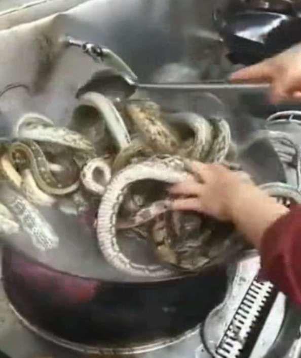饭店大姐高温活煮数十条蛇,整个过程让人吃惊