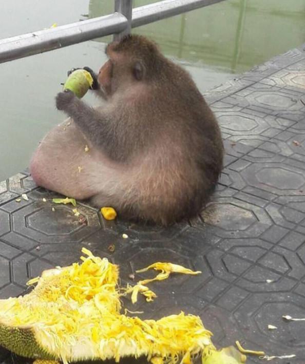 原本以为是孙悟空,后来以为是猪八戒,原来是领导啊