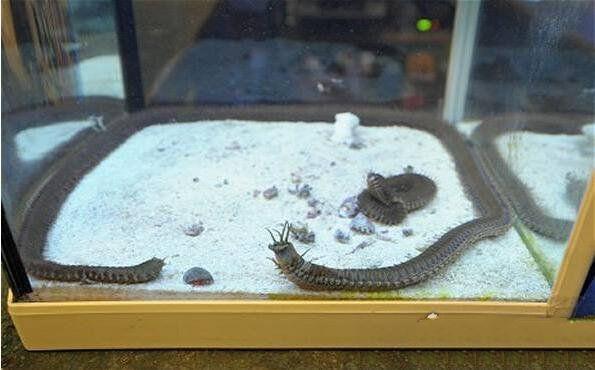 博比特虫没眼睛没大脑却是海洋生物的噩梦什么东西都敢吃