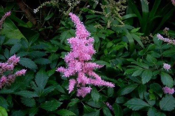 這幾種野花比某些名貴花漂亮多了你認識幾個