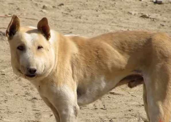 有只脸畸形的狗狗引起人注意,送去医院剃毛后竟看到这东西,吓人