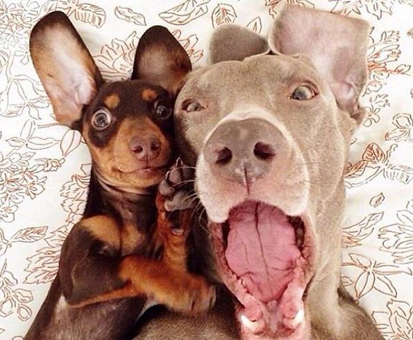 有时候动物的自拍照片不比人类差,神级表情帝!