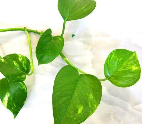 绿萝的根系越发达,绿萝枝条就长得越多越旺盛,但是如果花盆不够大