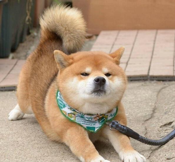 世界名犬——柴犬(Shiba Inu)