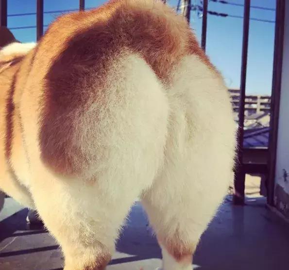 碰到一只柯基,准备给它拍个照,可是它一回头我凌乱了!