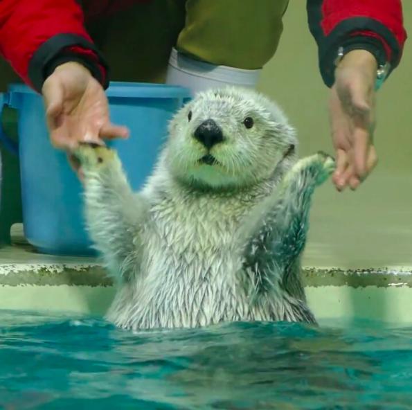 放手让水獭自己游泳下水后突然放空呆萌魔性反应让网友重复播放