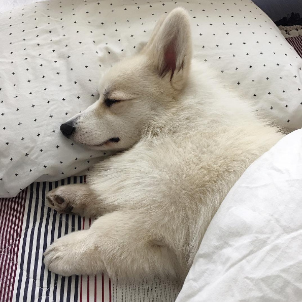 敲可爱的白色柯基