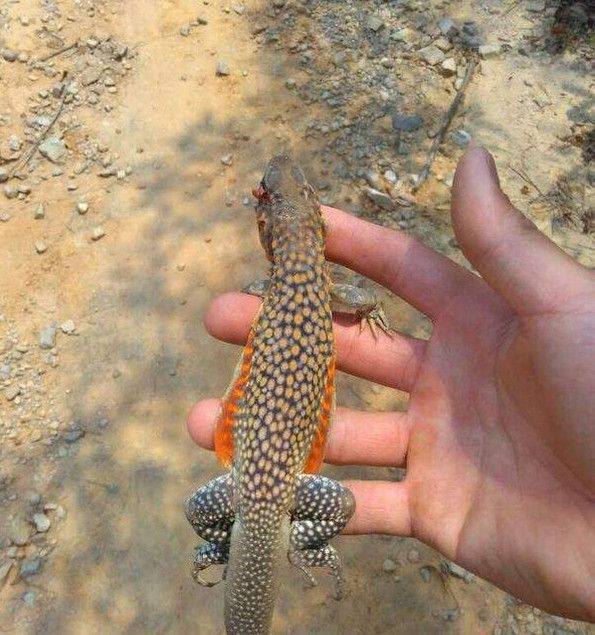 农村男子地里挖红薯无意间挖到奇怪蜥蜴上网一查吓得立马放生