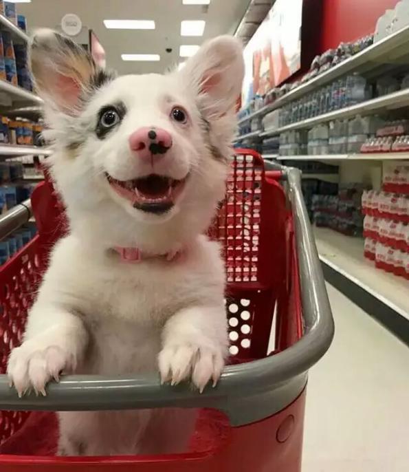 宠物狗狗第一次逛超市十分兴奋看见好吃的还高兴得大叫起来
