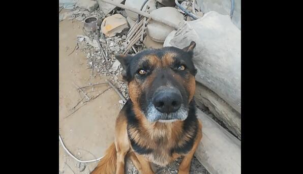 老土狗胡子发白,享年14岁,主人长期喂热饭!