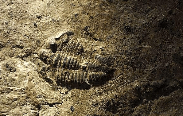 美国专家发现史前人类脚印,与生物进化论相冲,或能证明人类退化