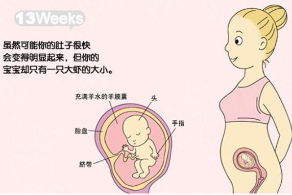 怀孕第4个月开始胎儿有哪些变化?|胎儿|怀孕|发育_新浪新闻