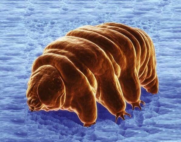 地球上生命力最顽强的生物是它不管是高山火海还是太空都能存活