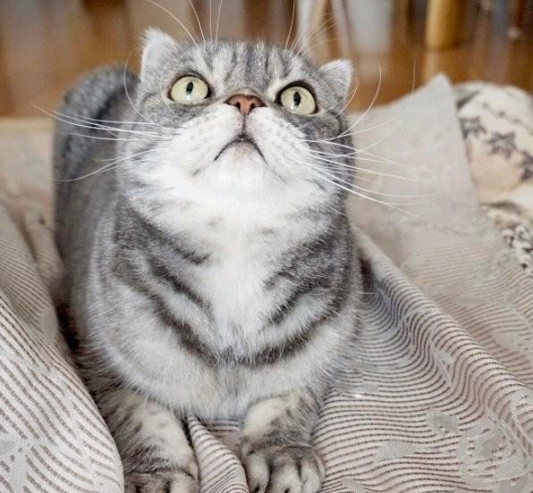 颜艺浑然天成的不良猫coco,这么霸气的帅脸谁与争锋