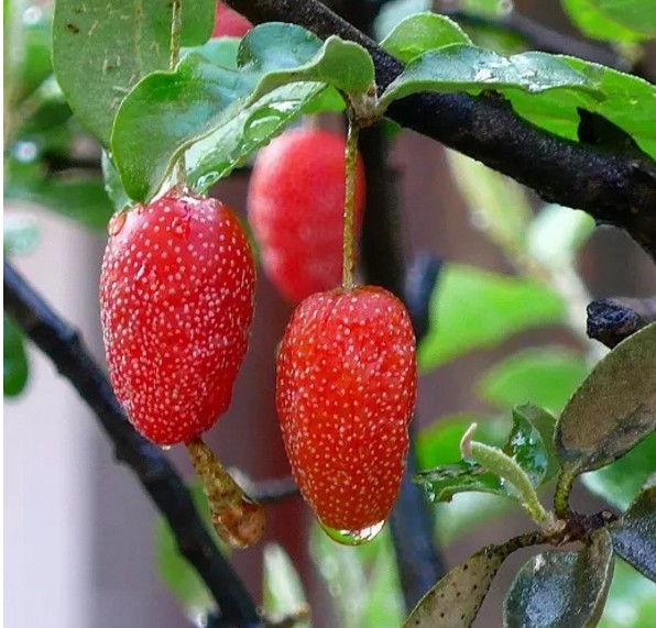 农村的这五种野果别说吃了五种名字都能叫全的都是大神