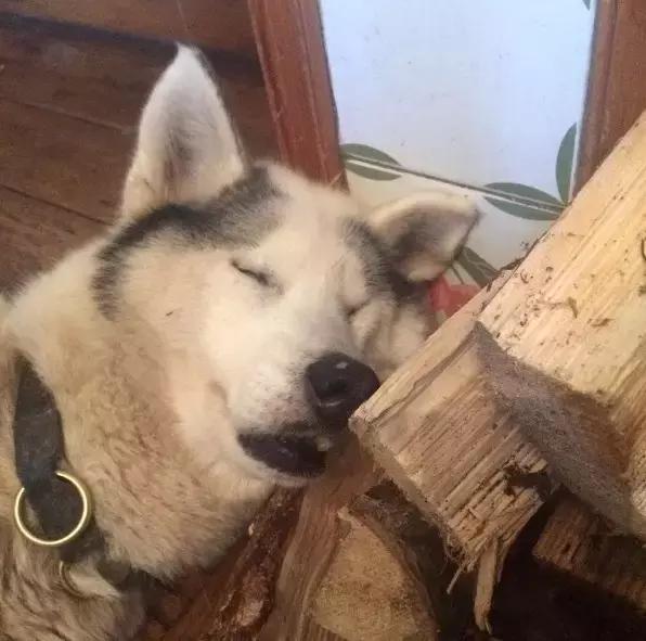 这一口好牙不但能刨坑, 还能"劈柴", 啃木头啃到睡着, 太吃苦耐劳了.