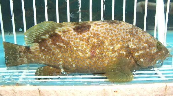 鼓鱼非洲鲫——罗非鱼斑鱼——生鱼乌鲳——乌鲳鱼鲤鱼鳗鱼花仙——鲐