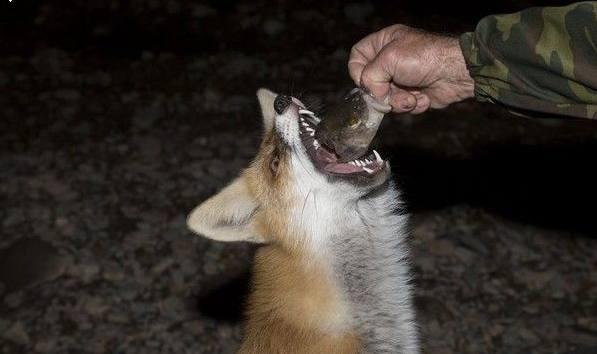 小狐狸饥肠辘辘,壮胆从树林走出,向钓鱼人讨食