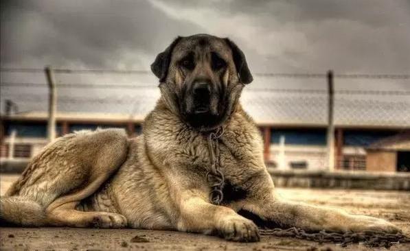 地狱犬:坎高大战大灰狼,惨烈场面让人直冒冷汗!