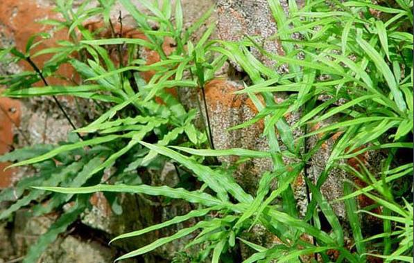 别名也很多,比如有金鸡尾,鸡脚草,井栏边草等,是一种蕨类植物,属于