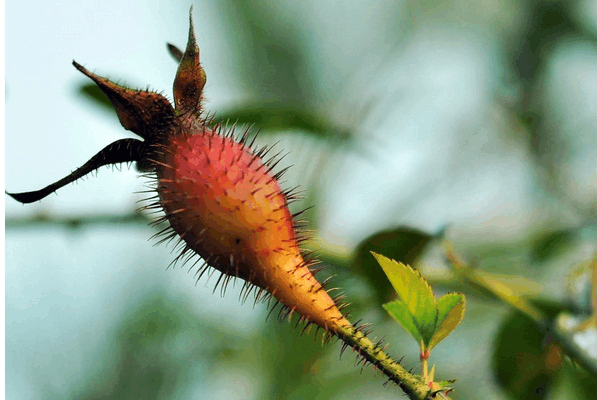 糖刺果泡酒的做法大全