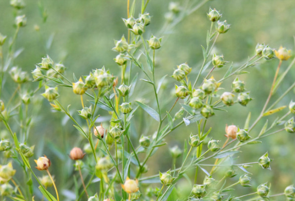 家有糖尿病的看一下6种胰岛素食物常吃帮你对抗糖尿病