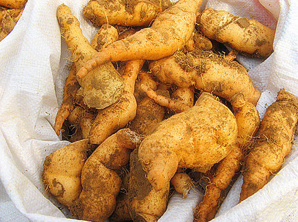 农村不起眼一种植物,国人不知其功效,因为奇特的药效远销海外!