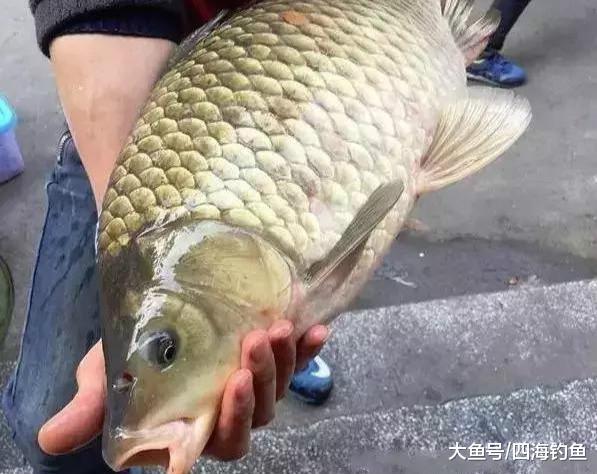 简阳钓友钓获九斤多的野生大鲫鱼盘点一下这些年你钓过的大鲫鱼