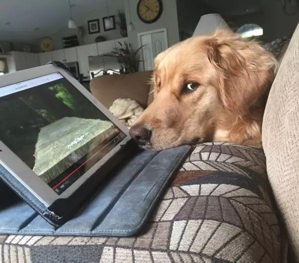 大金毛看电视超入迷,恨不得钻进屏幕里!原来狗子也爱看啊!