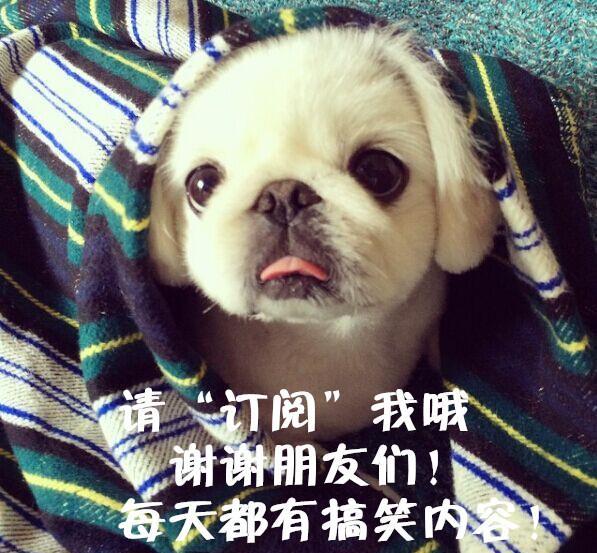 笑到肾疼:工作累了,晚上睡不着了,可以看看,会开心的!