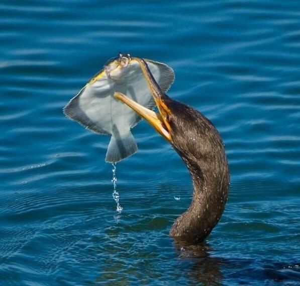 自然界动物捕食精彩瞬间那条鱼真没想到在死之前还能在天上飞