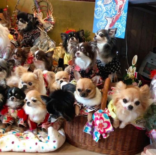 超多吉娃娃参加新年聚会,拍大合照时让人惊呼,这是我认识的吉娃