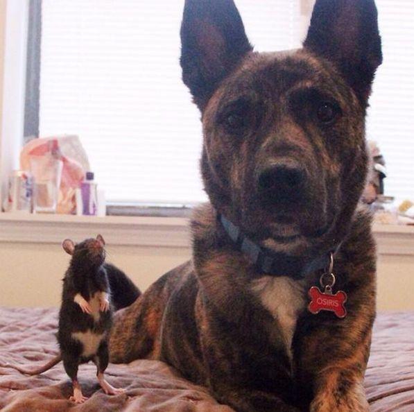 宠物鼠偷吃把头塞进狗的嘴里, 是意想不到的|狗狗|老鼠|宠物_新浪新闻