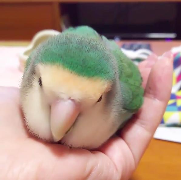 鸟宝窝在马麻手上睡着只要马麻一喊他的名字马上应声让人受不了