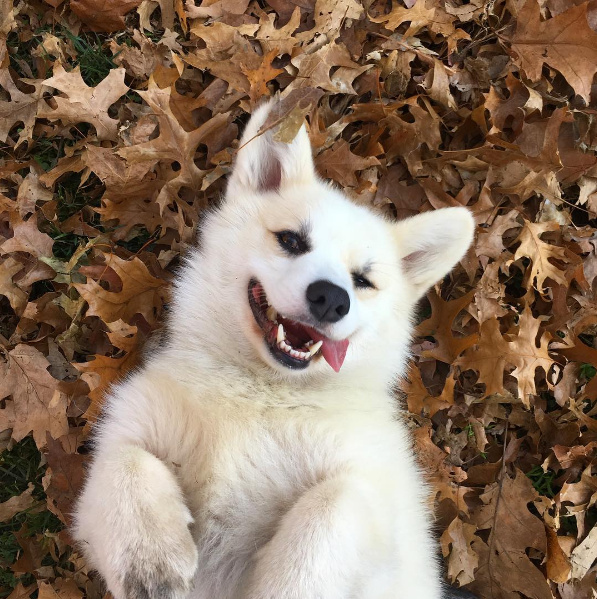 敲可爱的白色柯基