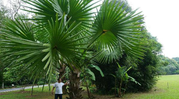 农村有这样一种植物,全身上下都是宝,不仅能做成蓑衣,还能止血_新浪