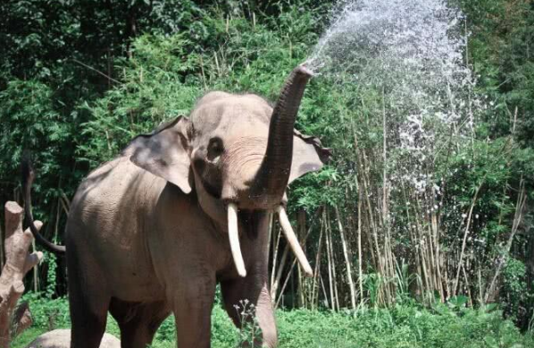 大象的鼻子竟然有这样韧度,居然能钓起大鳄鱼!