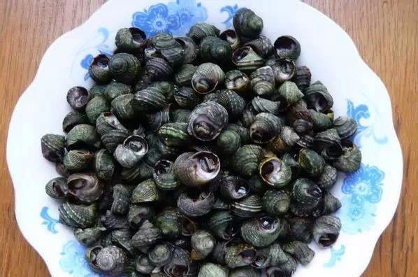 涨知识了这些螺类海鲜大全看看你能叫得出几个