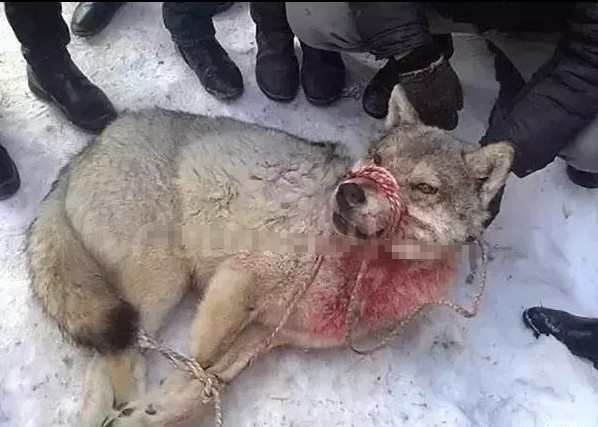 人遇到狼 空手击杀狼的几率有多大:战斗民族表示:不是问题!