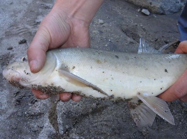 雅鲁藏布江有鱼吗都有些什么鱼类