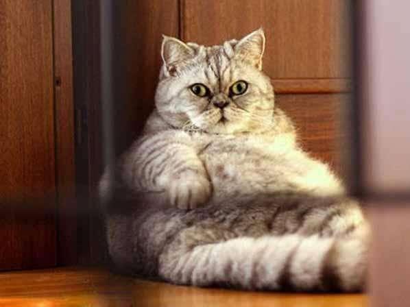 肥猫找午休的地方,一屁股坐下去差点做出定制版猫汉堡!