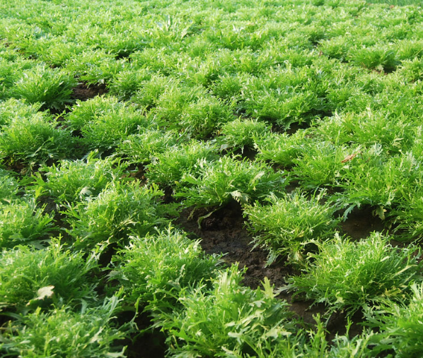 苦菊的营养价值大家了解多少