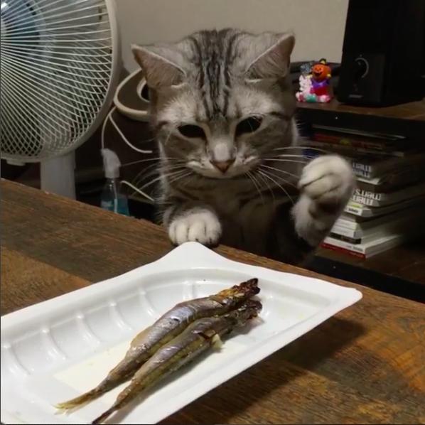 看到主子虎视眈眈想偷餐桌的鱼吃,好心推给他后让铲屎官傻眼猫咪