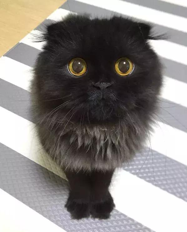 ins上有个煤球精,最可爱的是还长了两撮头发!