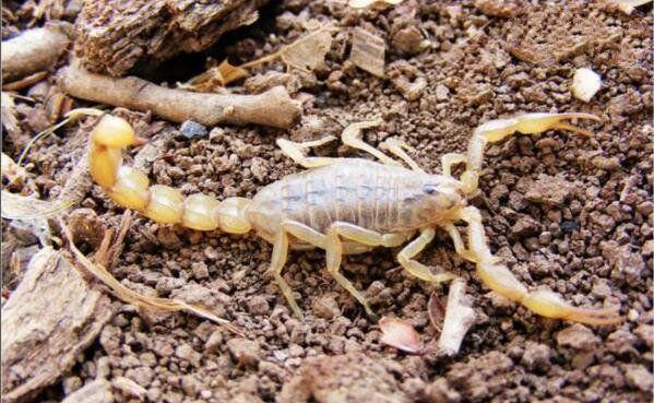 地球上4大最毒的蝎子,第一被蛰一下就致命,第二致人死亡数最多